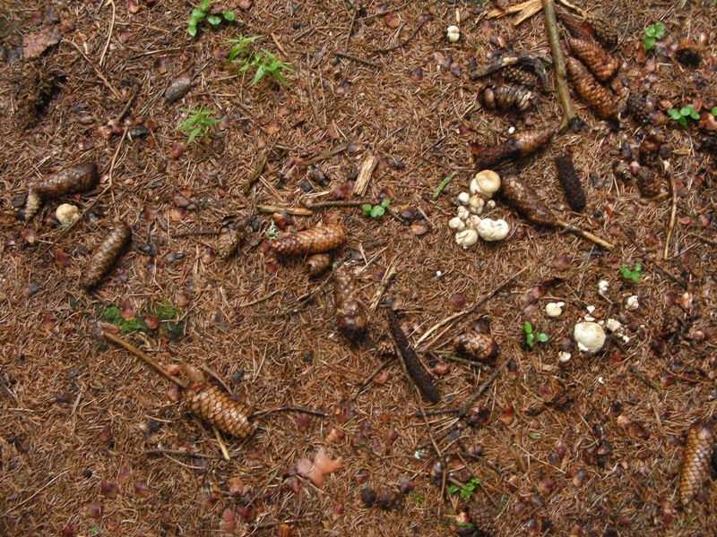 Boletus edulis parassitato